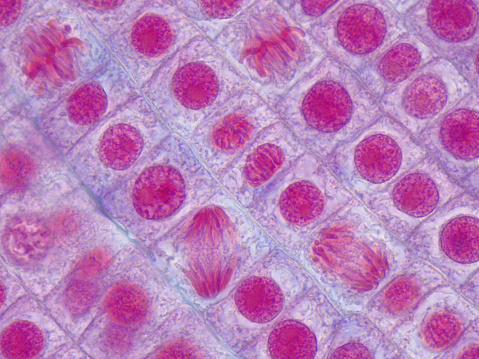 Microscopic image of onion root tip cells undergoing mitosis. Anaphases and metaphases. 1000x magnified