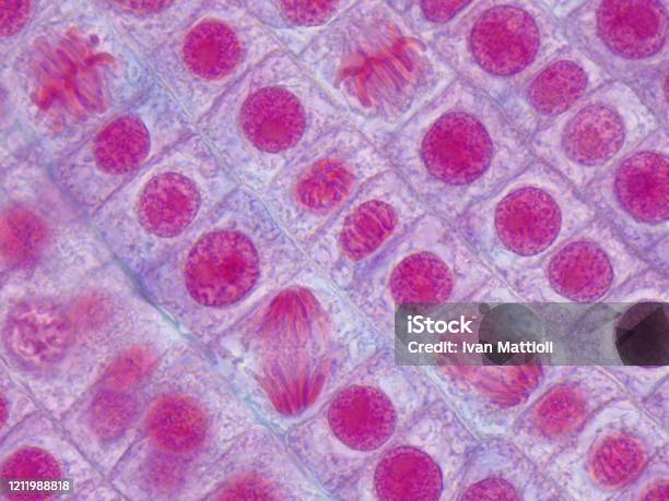 Onion Root Tip Cells Undergoing Mitosis Microscopic Image Stock Photo - Download Image Now