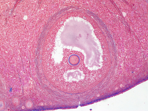 Microscopic picture of a follicle with egg cell in human ovary. 100x magnified.