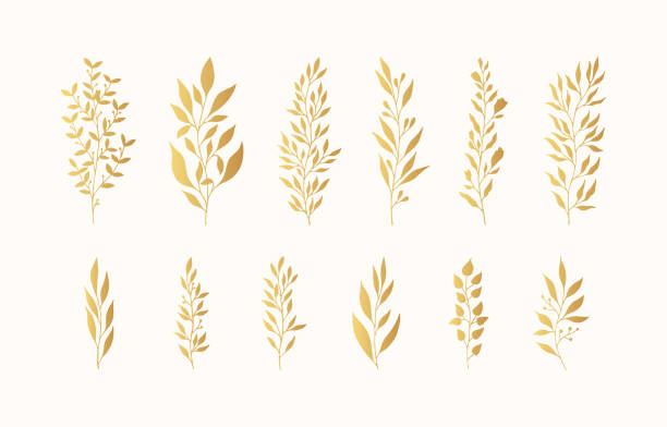 ilustraciones, imágenes clip art, dibujos animados e iconos de stock de conjunto de ramas florales doradas y siluetas de hierbas. elegantes elementos botánicos para la boda. el oro de primavera aislado vectorial florece las fronteras. - gold leaf