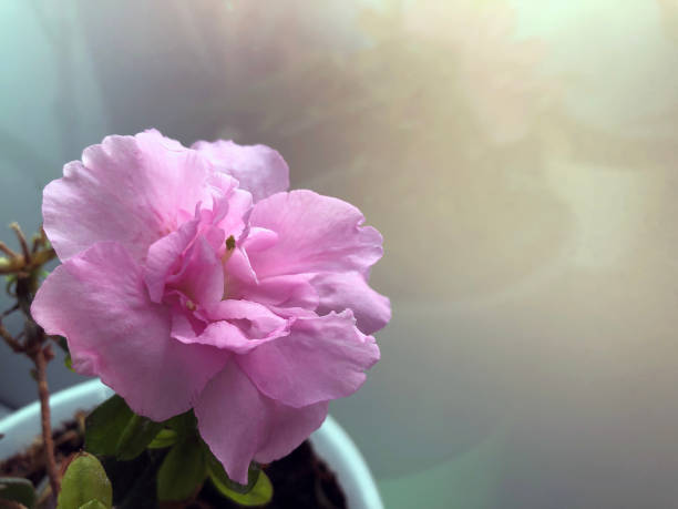 rhododendro rosa floreciente (azalea) con fondo claroen maceta blanca, primer plano, enfoque selectivo - azalea magenta flower red fotografías e imágenes de stock