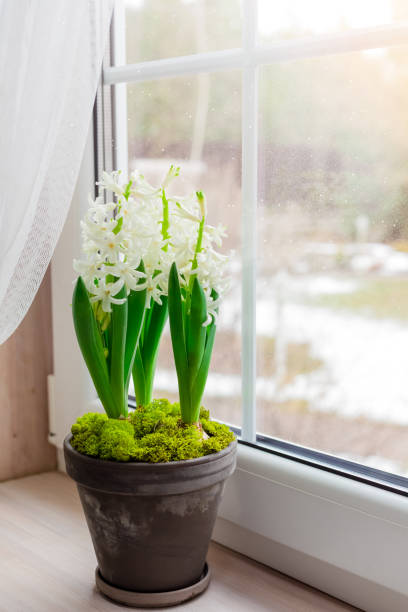 istock Composition with white hyacinths potted on windowsill, selective focus 1211989580