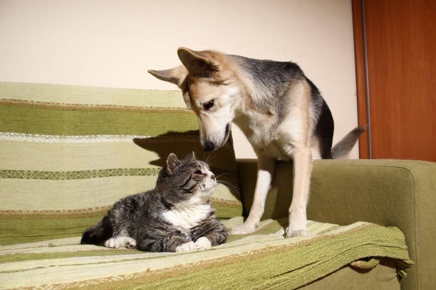 Serious old striped cat lying on bed at home near calm mongrel dog with crossed legs looking at each other