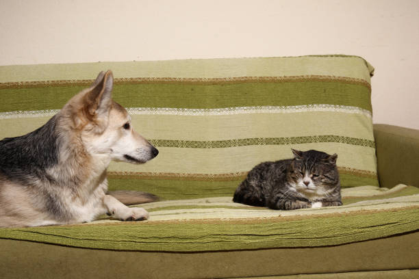 Calm mongrel dog looking at old striped cat with closed eyes sleeping on sofa at home