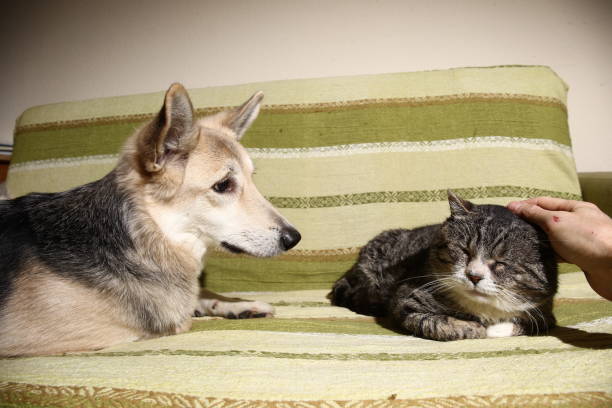 istock Person stroking cat lying with dog on sofa 1211990823