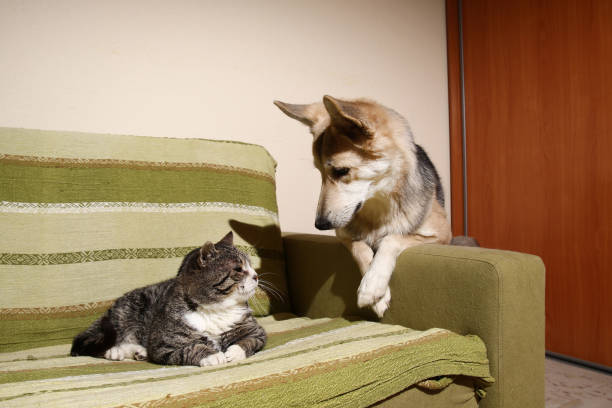 Close-up image of cat and dog touching with their noses.