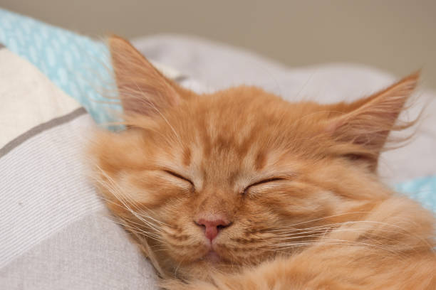 istock beautiful young ginger cat sleeps on bed 1211991245