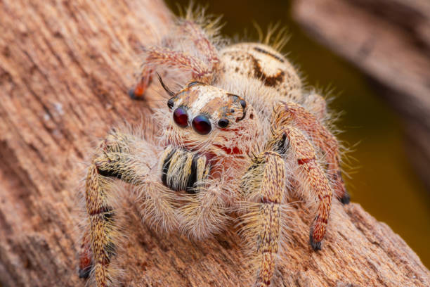 istock Jumping spider on timber in nature. 1211992040