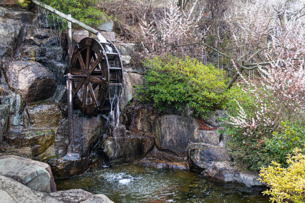 Filming a waterwheel in a tourist spot full of plum blossoms