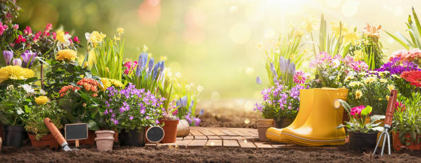 ガーデニングコンセプト。日当たりの良い背景に庭の花や植物 - ガーデニング ストックフォトと画像