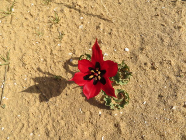Negev, Israel at Spring time