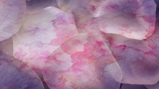 istock Delicate beautiful rose petals background 1211992523