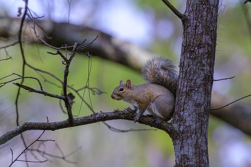 Small gray squirrel pearched on oak tree limb