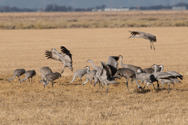 istock Sandhill Cranes in flight on migration north as they pass through beautiful Colorado 1211996063