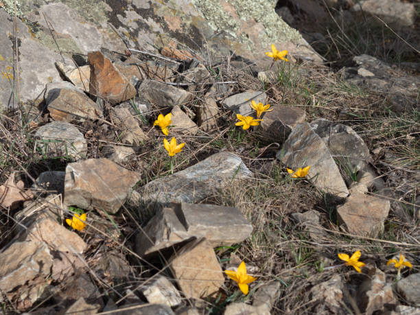 istock The first flowers in the spring forest. 1211997121