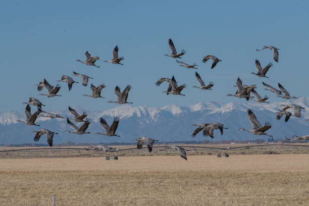 istock Sandhill Cranes in flight on migration north as they pass through beautiful Colorado 1211997285