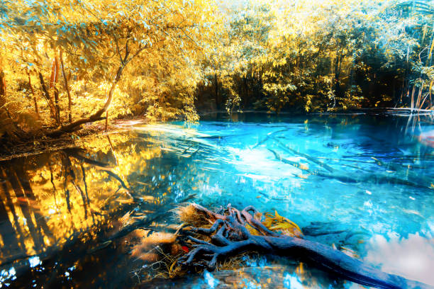 Gorgeous the emerald pool or Sa Morakot on summer morning, sunrise shines dawn on colorful leaves and surface of the pool, travel destinations in Krabi, Thailand. Focus on surface of the pool.