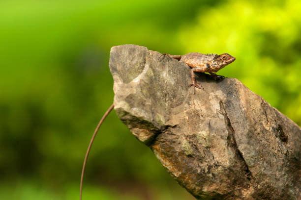 istock A lizard resting on the rock on a sunny day. 1211997845