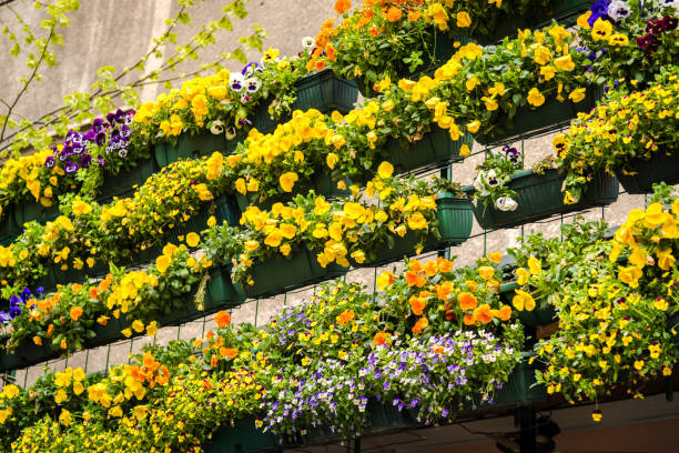 istock Wall of violets - springtime blossoming. Fresh flowers decoration wall. 1212000439