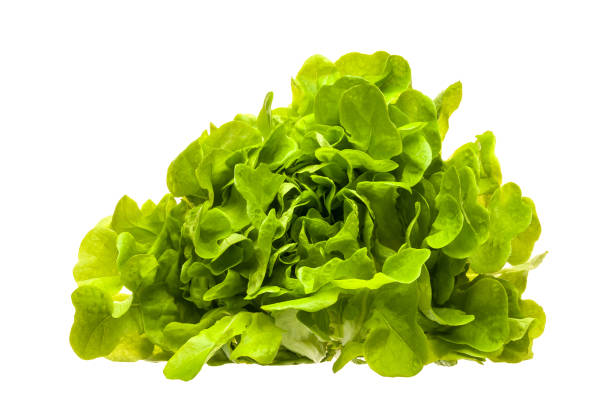 istock Fresh lettuce leaves isolated on a white background. 1212001081