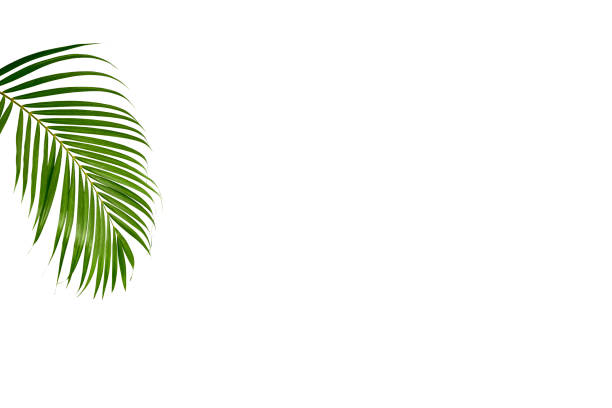 istock Tropical green palm leaf isolated on white 1212001333