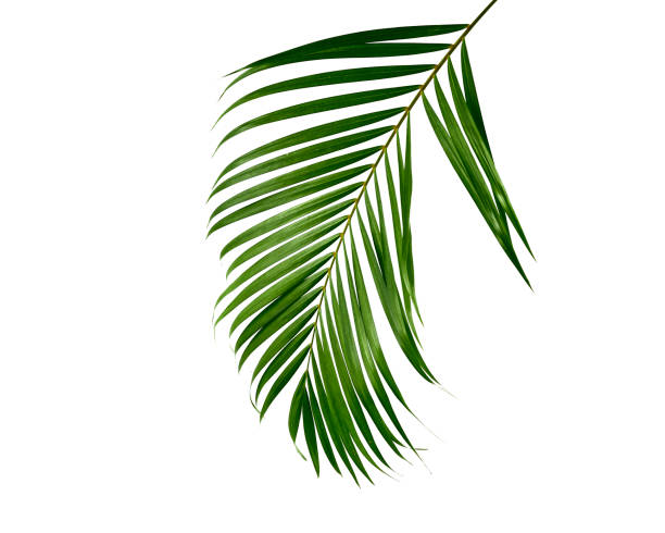istock Tropical green palm leaf isolated on white 1212001335