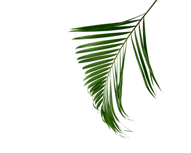 istock Tropical green palm leaf isolated on white 1212001337