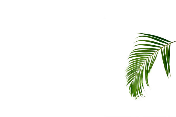 istock Tropical green palm leaf isolated on white 1212001342