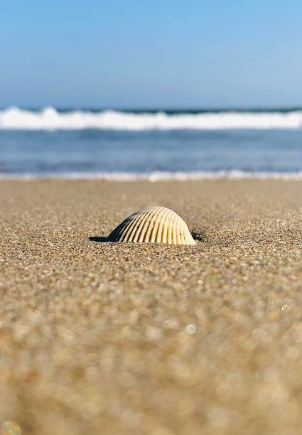 istock Amazing view of seashell in the beach shore 1212002447