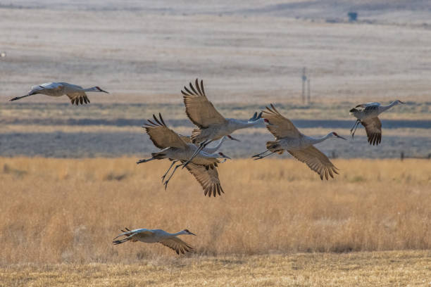 istock Sandhill Cranes in flight on migration north as they pass through beautiful Colorado 1212003015