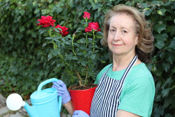 istock Senior female gardener working with roses 1212003085