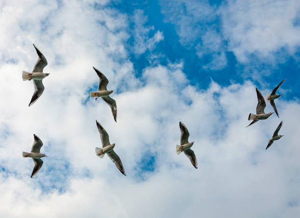 istock seagulls flying in the sky 1212003202
