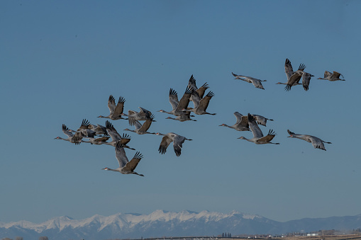 Flying Sandhill Cranes migrating to the north in March