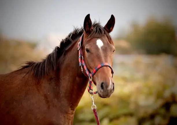 Portrait of a young sports horse with an asterisk on his forehead in a halter.