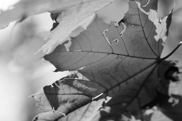 istock Maple tree with leaves in autumn forest at nice sunny day 1212003376