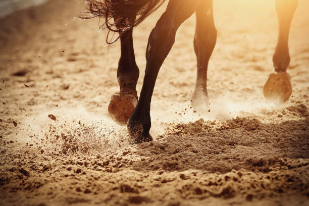 istock Dust under the horse's hooves. 1212003726