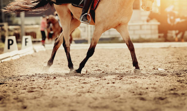 istock Dust under the horse's hooves. 1212004299