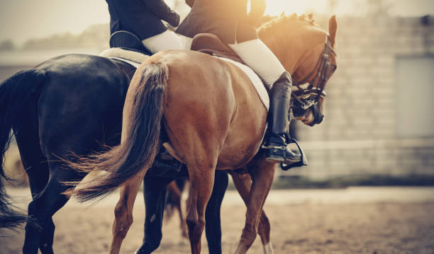 ダブルブライドルの2つのスポーツ馬。馬に乗って、あぶみでライダーの脚 - 乗馬 ストックフォトと画像