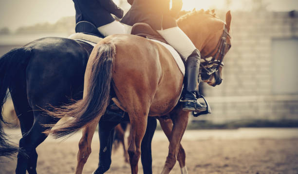 Two sports horses in the double bridle.The leg of the rider in the stirrup, riding on a horse Equestrian sport.Two sports horses in the double bridle.The leg of the rider in the stirrup, riding on a horse. Dressage of horses in the arena. horseback riding photos stock pictures, royalty-free photos & images