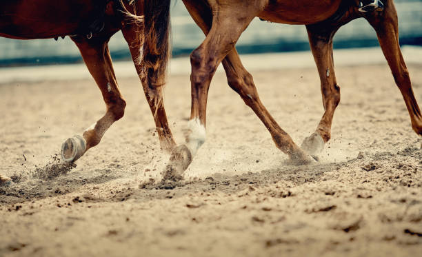 istock Dust under the horse's hooves. 1212004498
