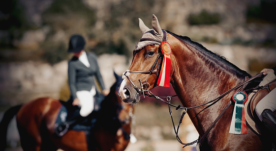 Portrait sports brown stallion in the bridle after the competition with premium rosettes. Dressage of horses. Equestrian sport.