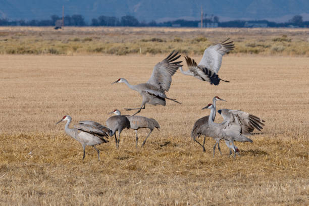 istock Sandhill Cranes in flight on migration north as they pass through beautiful Colorado 1212004606