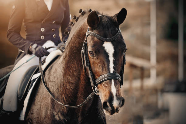 porträt eines sportbraunen pferdes mit weißer nut auf der schnauze im zaum. - zuggeschirr stock-fotos und bilder