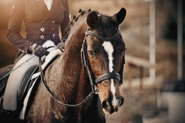 Portrait of a sports brown horse with a white groove on the muzzle in the bridle. Portrait of a sports brown horse with a white groove on the muzzle in the bridle. Dressage of horses in the arena. Equestrian sport. dressage stock pictures, royalty-free photos & images