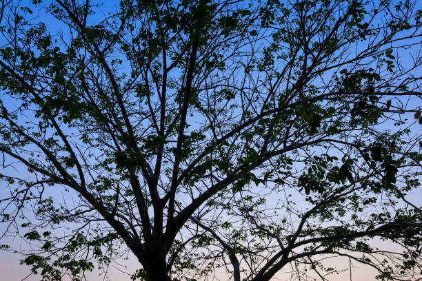Beautiful silhouette tree branch on sky sunset background.