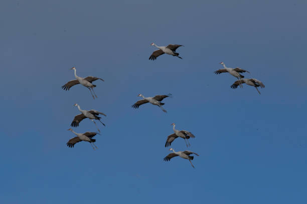 A group of sandhill cranes flying.
