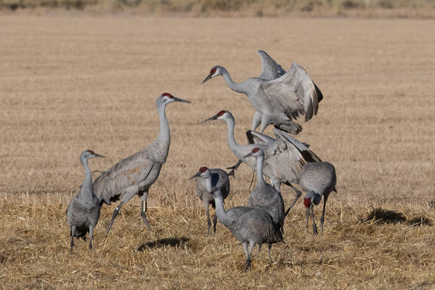 istock Sandhill Cranes in flight on migration north as they pass through beautiful Colorado 1212006239