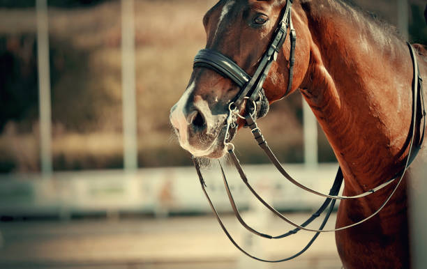 istock The muzzle is sports brown stallion in the bridle. 1212006406