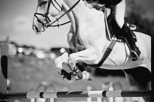 istock The gray horse overcomes an obstacle. 1212006440