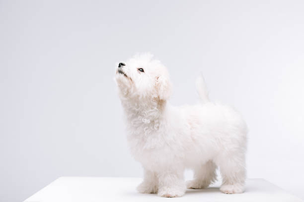 Bichon havanese dog looking up on white surface isolated on grey